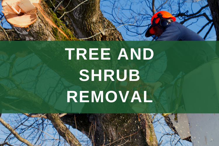 Expert Tree Service | Enhancing The Health and Safety of Your Trees
