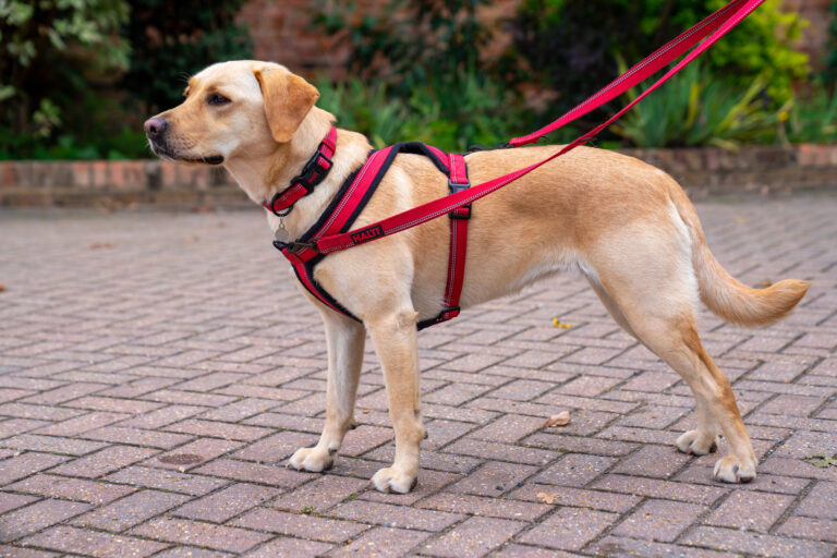 Keeping Your Dog Safe and Stylish Exploring Light Dog Leash Options
